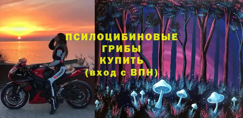 наркота  Апшеронск  Псилоцибиновые грибы Magic Shrooms 